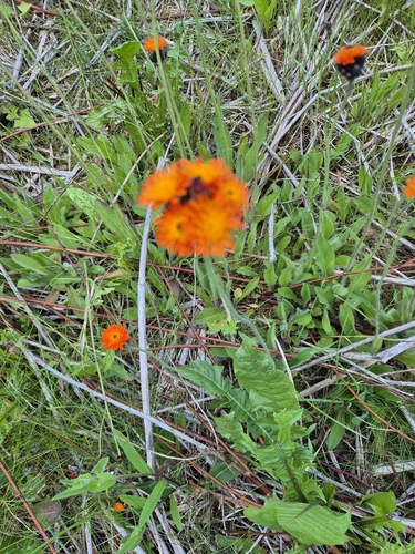 orange hawkweed