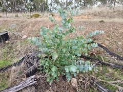 Eucalyptus goniocalyx