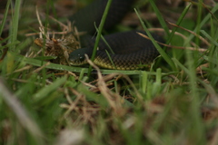 Elapognathus minor