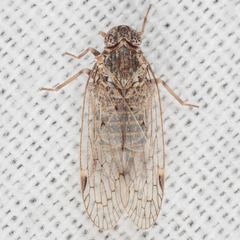 Melanoliarus aridus