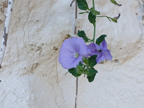 Convolvulus sabatius mauritanicus