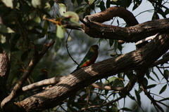 Platycercus icterotis