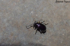 Macrohaltica transversa