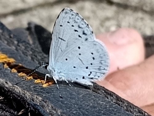 Holly Blue