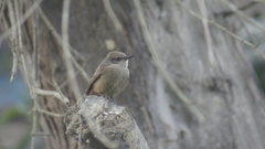 Pyrocephalus rubinus obscurus