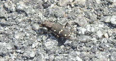 Cicindela gemmata