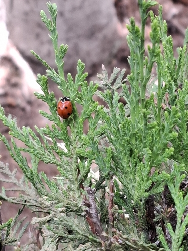 Seven-spotted Lady Beetle