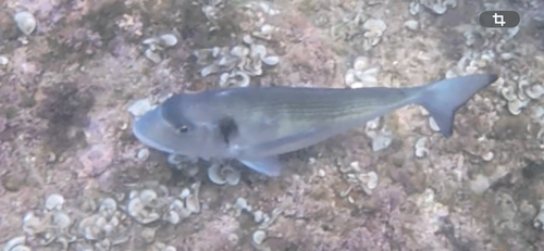 Gilthead Seabream