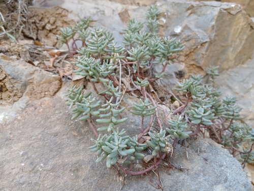 Sedum album album
