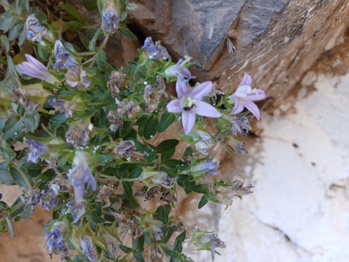 Campanula baborensis