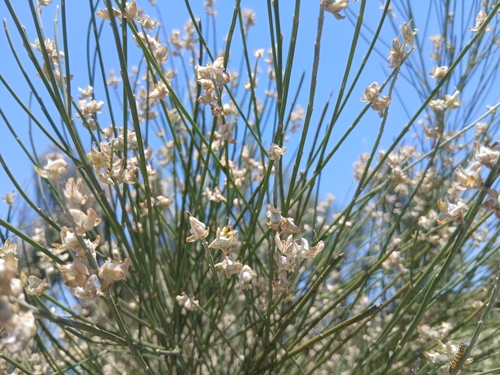 Genista numidica numidica