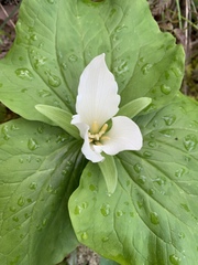 Trillium albidum