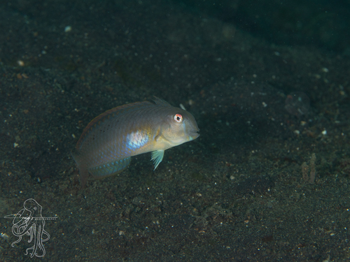Iniistius melanopus observed 2026-05-06