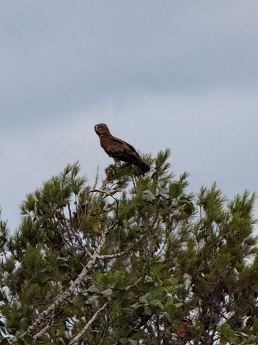 Short-toed Snake-Eagle