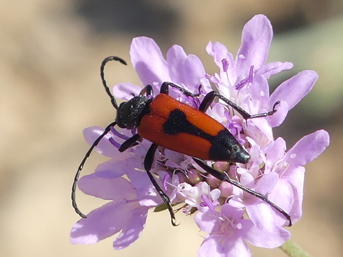 heart longhorn beetle