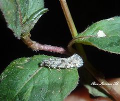 Amydria margoriella