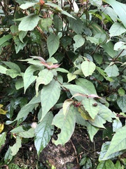 Achyranthes bidentata