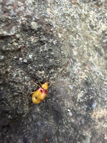 Red-shouldered Leaf Beetle