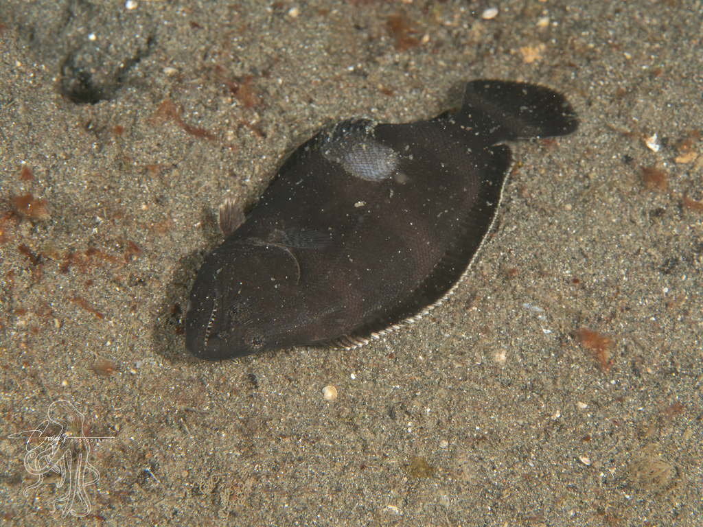 Adalah (Psettodes erumei)