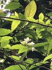 Alniphyllum pterospermum