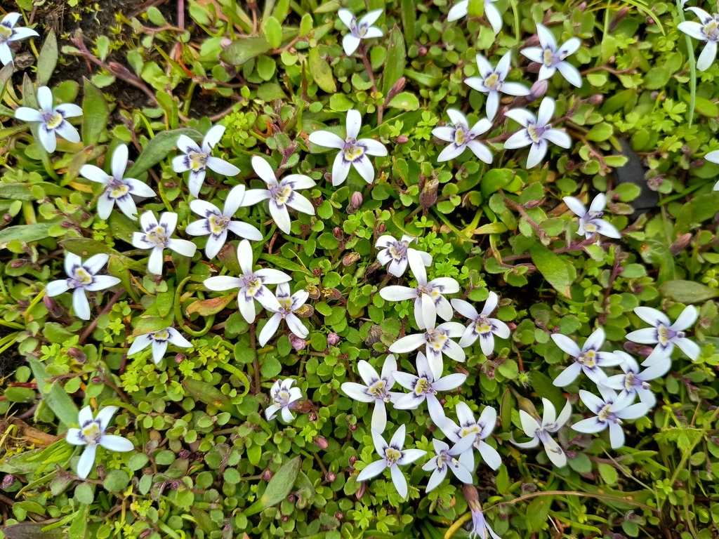 Isotoma fluviatilis; photograph (c) grampianshiker, some rights reserved (CC BY)