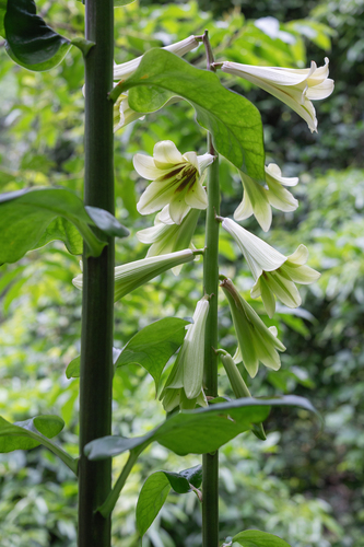 Cardiocrinum giganteum, photograph 2