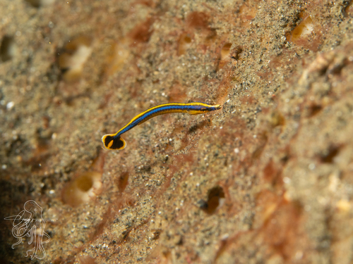 Doryrhamphus excisus observed 2026-05-06