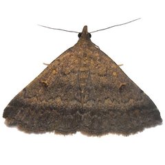 Tetanolita palligera