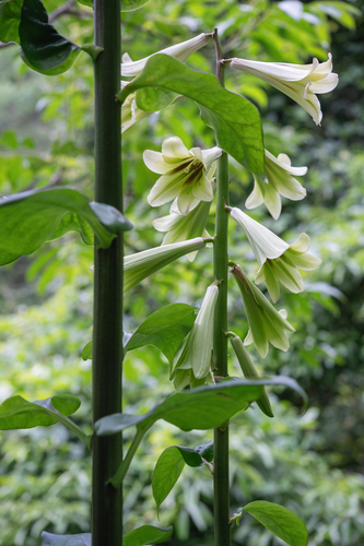 Cardiocrinum giganteum