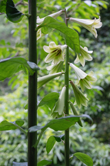 Cardiocrinum giganteum