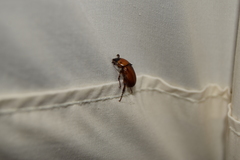 Scarabaeidae