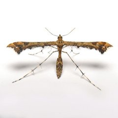 Amblyptilia pica