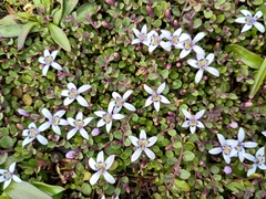 (c) grampianshiker, some rights reserved (CC BY) Isotoma fluviatilis, photograph (c) grampianshiker, some rights reserved (CC BY)