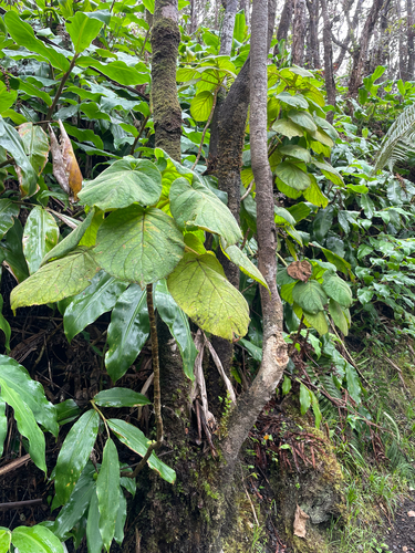 Cyrtandra platyphylla observed 2026-06-25