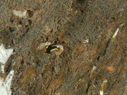 Aspidontus dussumieri observed 2026-05-06