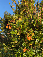 Berberis ilicifolia