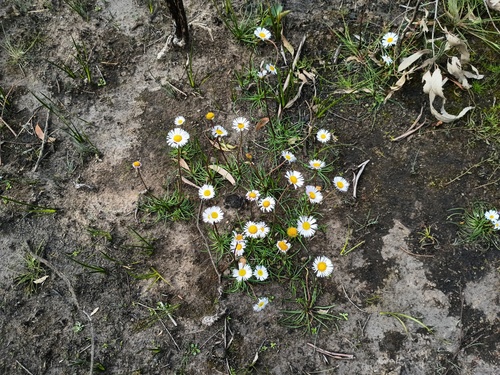 Allittia cardiocarpa, photograph 3
