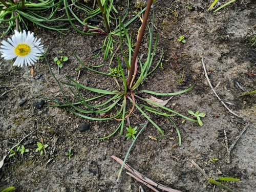 Allittia cardiocarpa, photograph 4