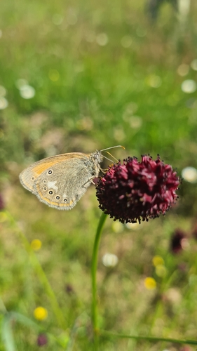 Chestnut Heath