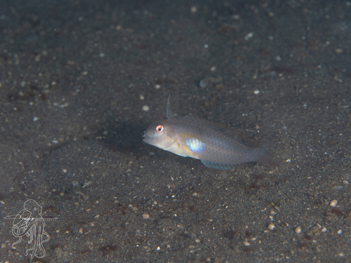Iniistius melanopus observed 2026-05-06
