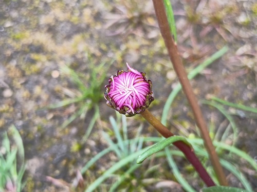 Allittia cardiocarpa, photograph 6
