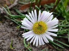 Allittia cardiocarpa, photograph (c) grampianshiker, some rights reserved (CC BY)
