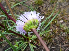 Allittia cardiocarpa