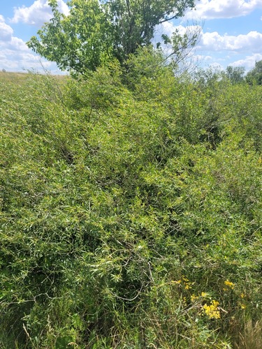 Salix caspica, photograph 3