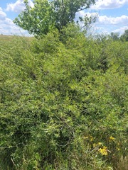 (c) Dmitriy Bochkov, some rights reserved (CC BY) Salix caspica, photograph (c) Dmitriy Bochkov, some rights reserved (CC BY)