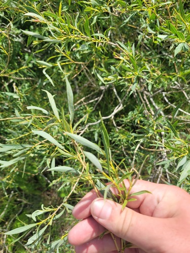 Salix caspica, photograph 4