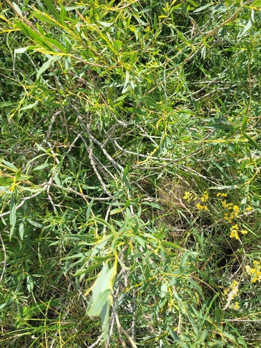 Salix caspica, photograph 5