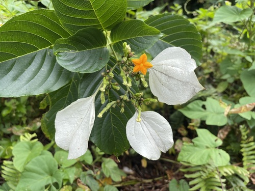 Mussaenda macrophylla observed 2023-04-14