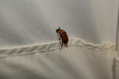 Scarabaeidae