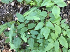 Angelica californica